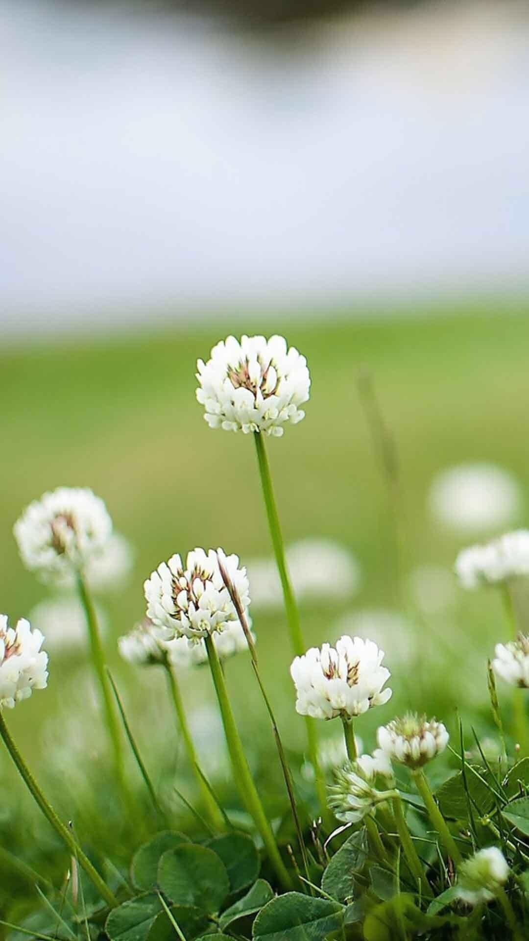 壁纸  一簇簇小白花挺立在绿野，愿我们都能撞见属于自己的幸运。 