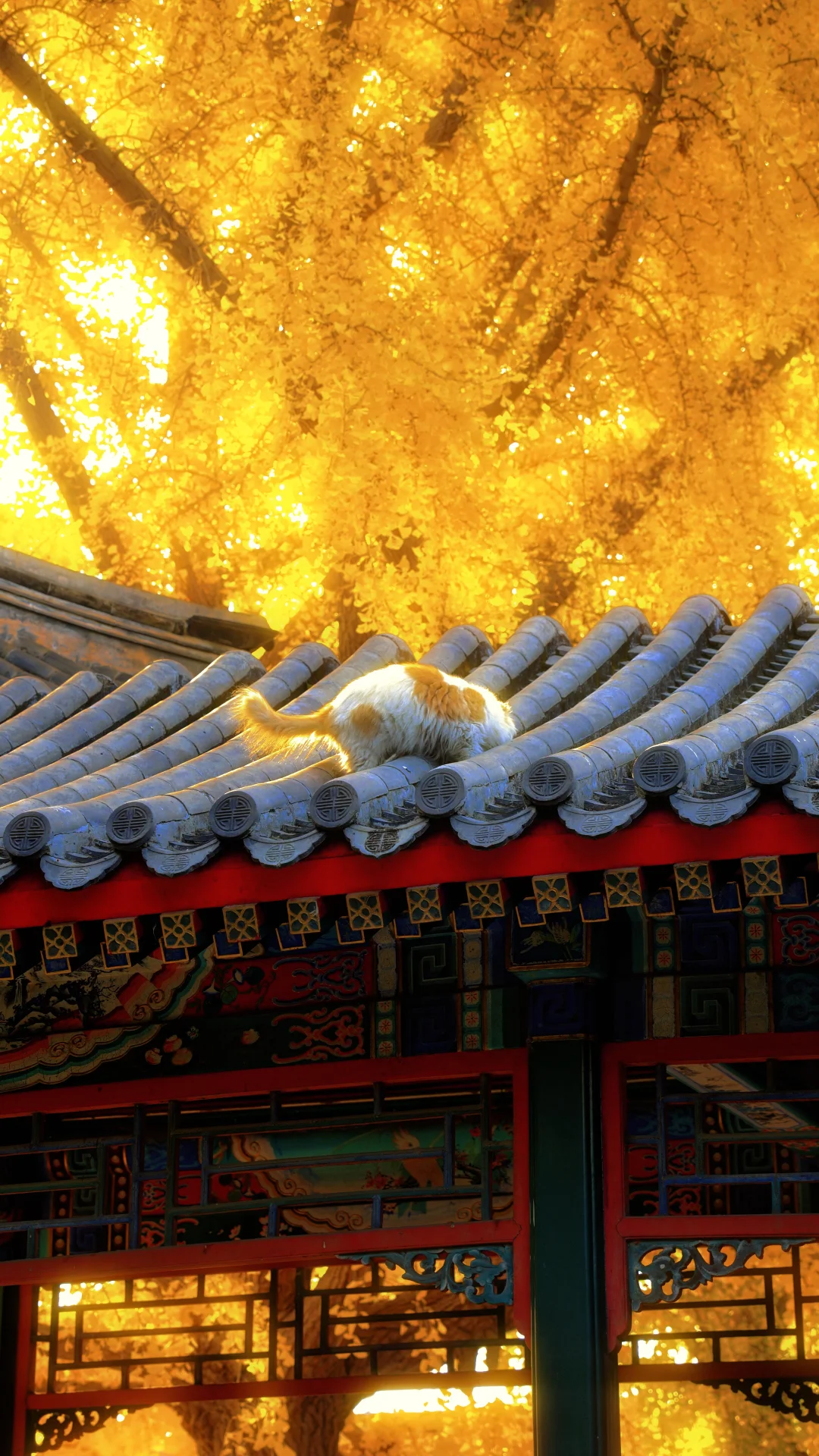 11.4日实况！中山公园的这处秋景杀疯了！