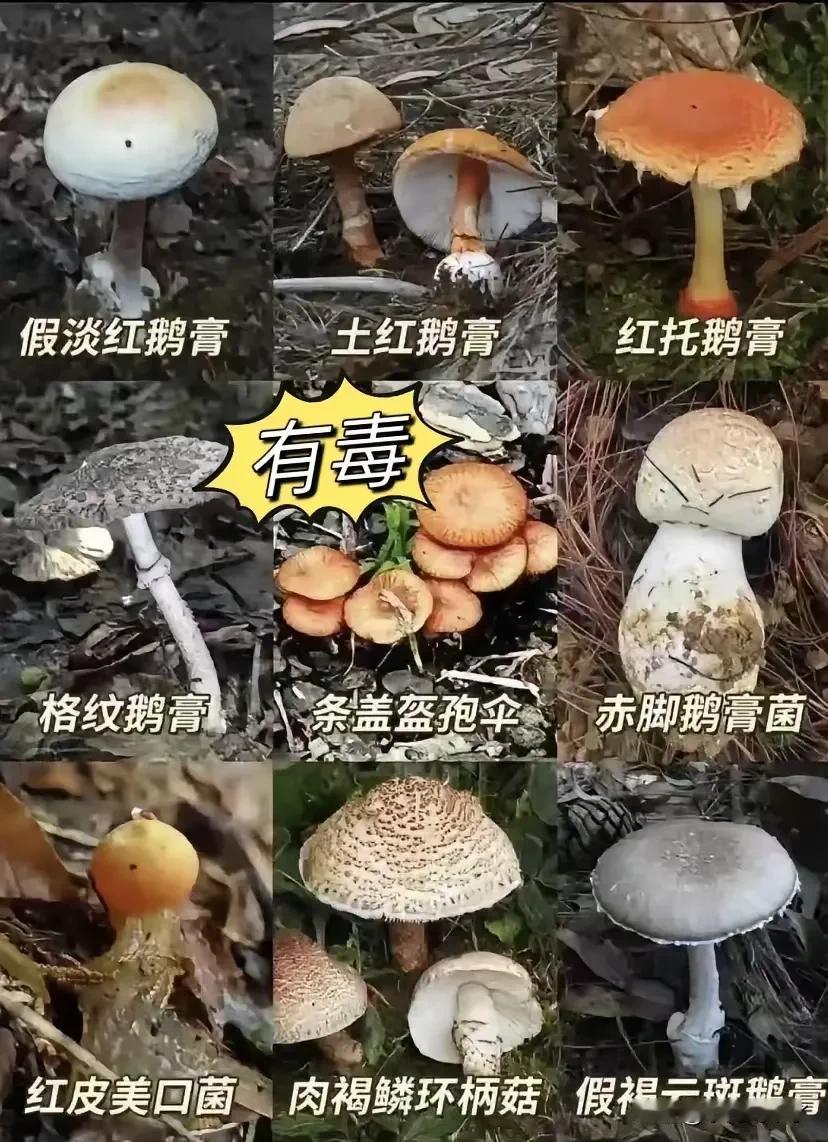 原来蘑菇分这么多啊，有些可以吃，有些不能，不能吃的是有毒，可能会死人。作为一个从