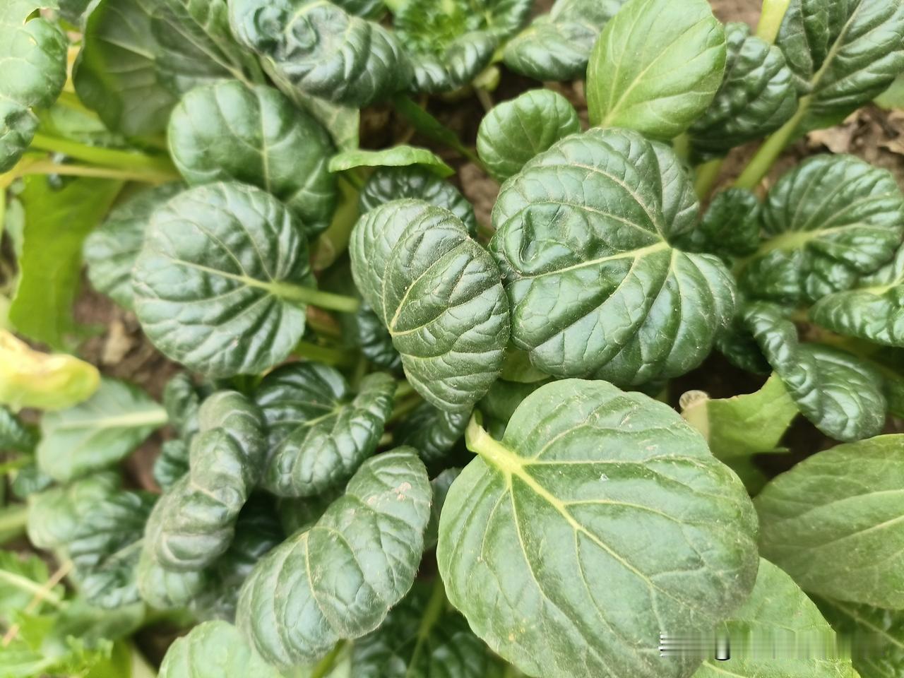 冬天脚冷头顶却却像装了暖气片而冒热气？医生：不是“火旺”，是身体在拼命保大脑
