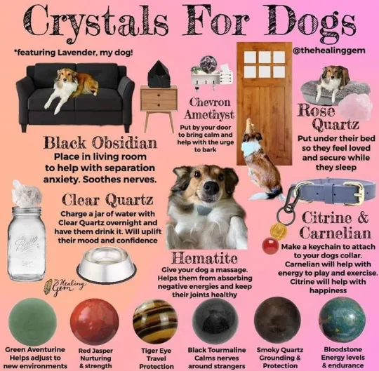 狗狗专属水晶疗愈