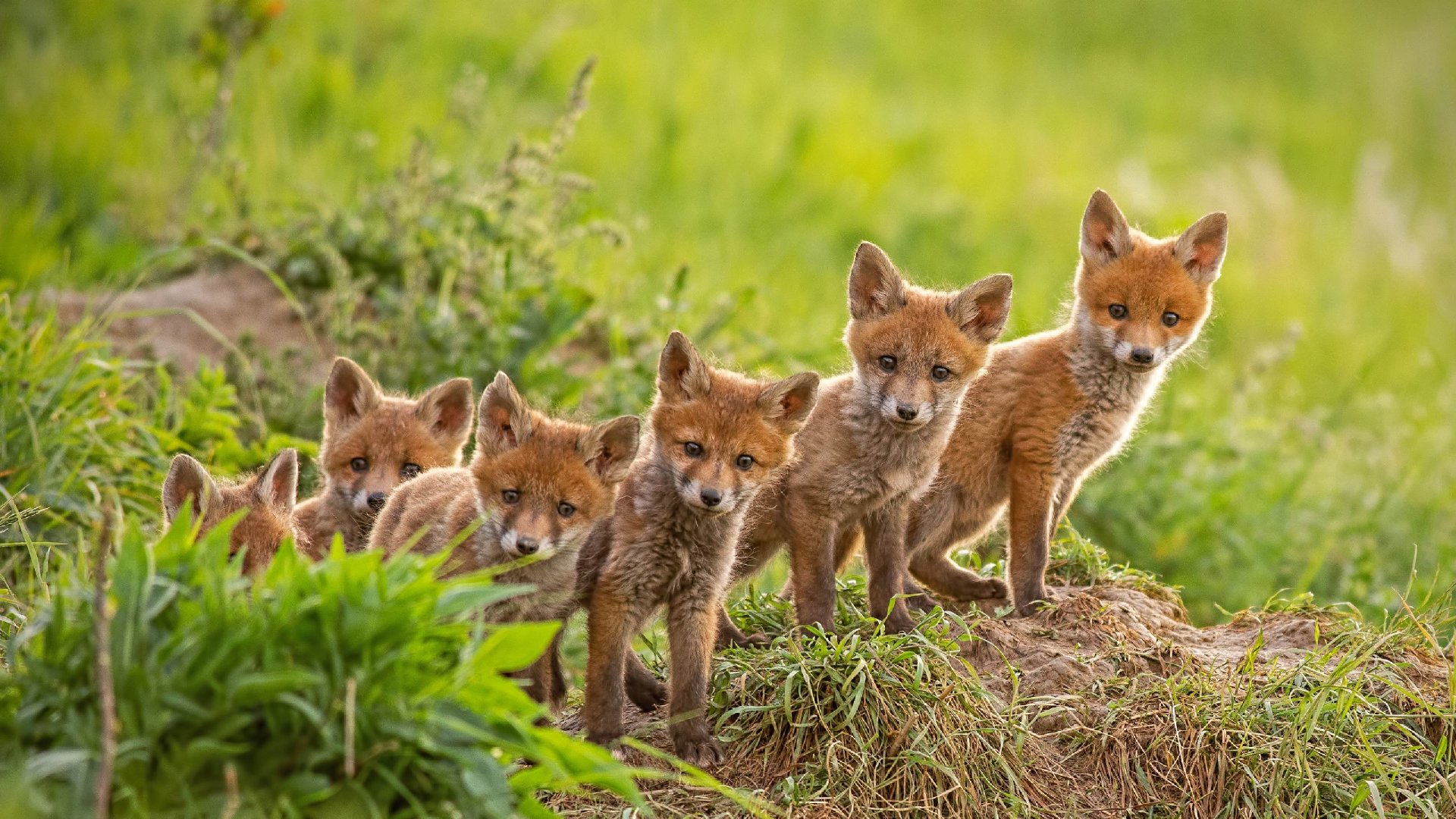 bing壁纸 必应壁纸Red fox cubs near their den (