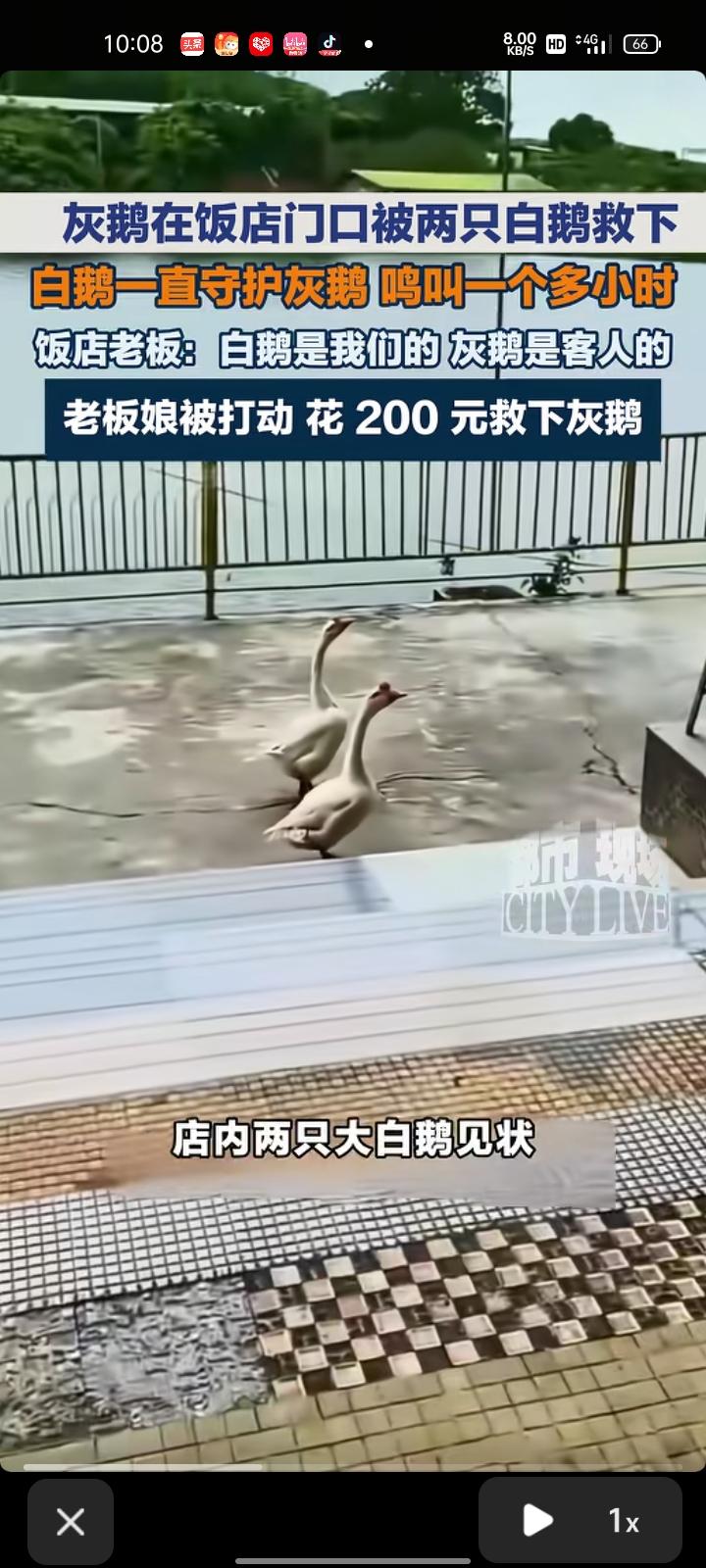 3月3日，广东广州。顾客将一只待宰的灰鹅带到饭店门口，店内两只大白鹅见状，立刻上
