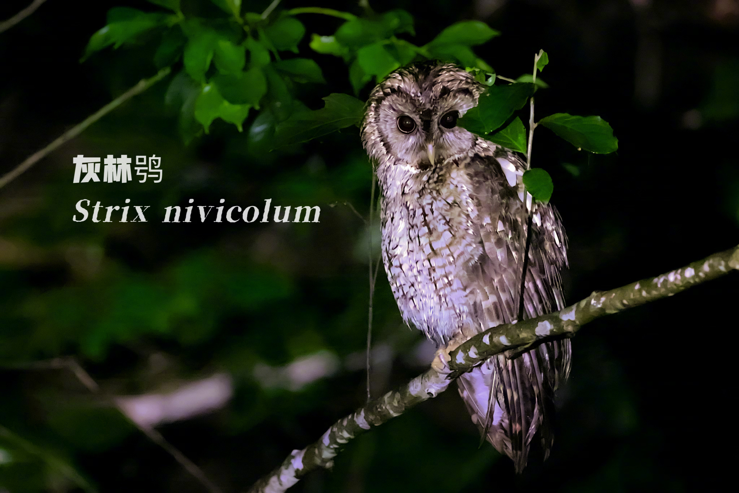 夜猫子们，woh，woh。 前几天在粤东的山里。好友李成老师，前手机工程师，全身