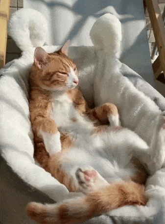 在一个秋色宜人的午后[喵喵] ​​​