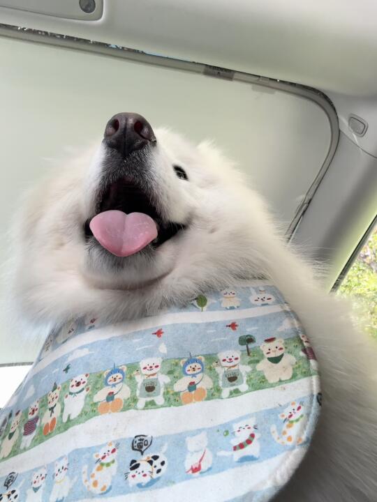 快看！我有爱心舌头👅