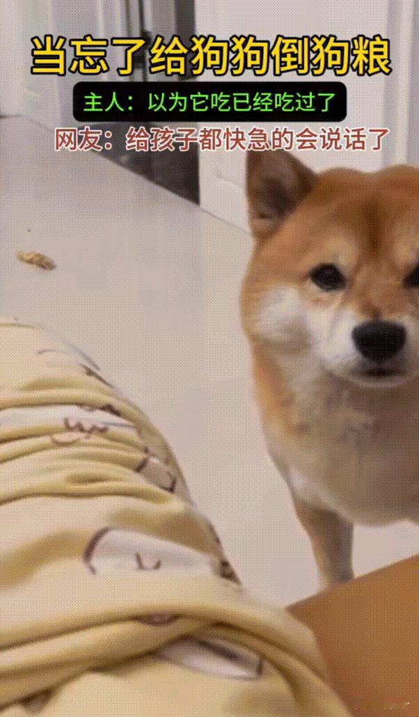 笑不活了！河南，当主人忘记给狗狗倒狗粮时，它会摇着尾巴很迷惑的看着主人，然后小声