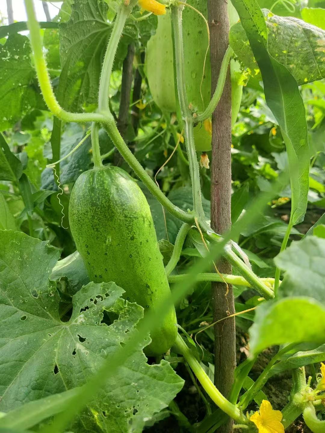 期待吃上自己种的有机黄瓜🥒[鼓掌][鼓掌][鼓掌] ​​​