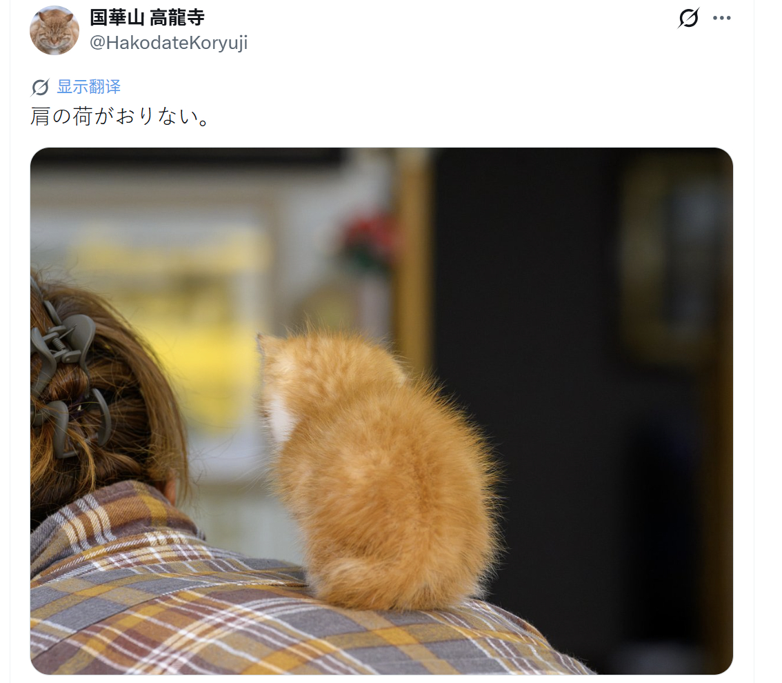 如果肩膀上的重担，是这只毛绒绒正在发光的小咪，我愿意一辈子都不卸下来[拜托] ​