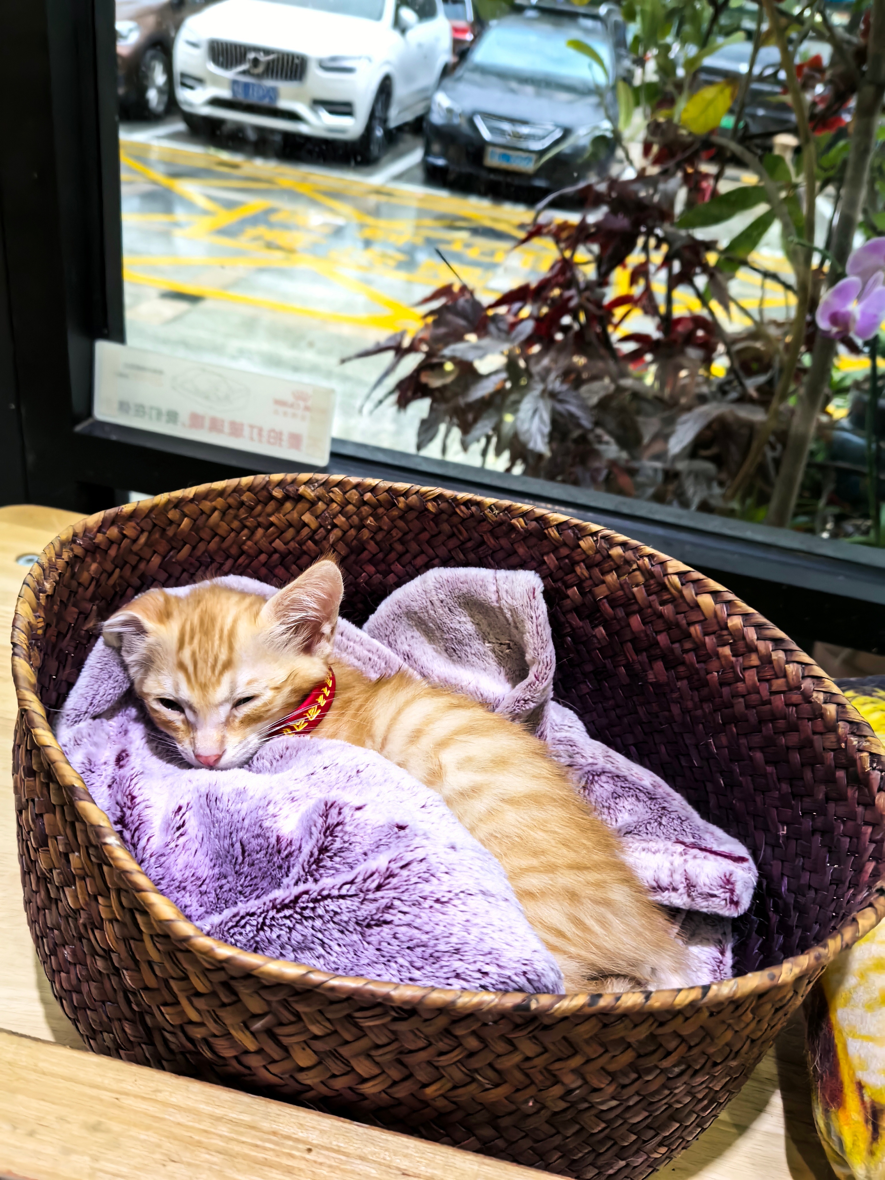 雨越越大，宝宝越睡越香，不用流浪真好。。。。。流浪猫猫咪 深圳
