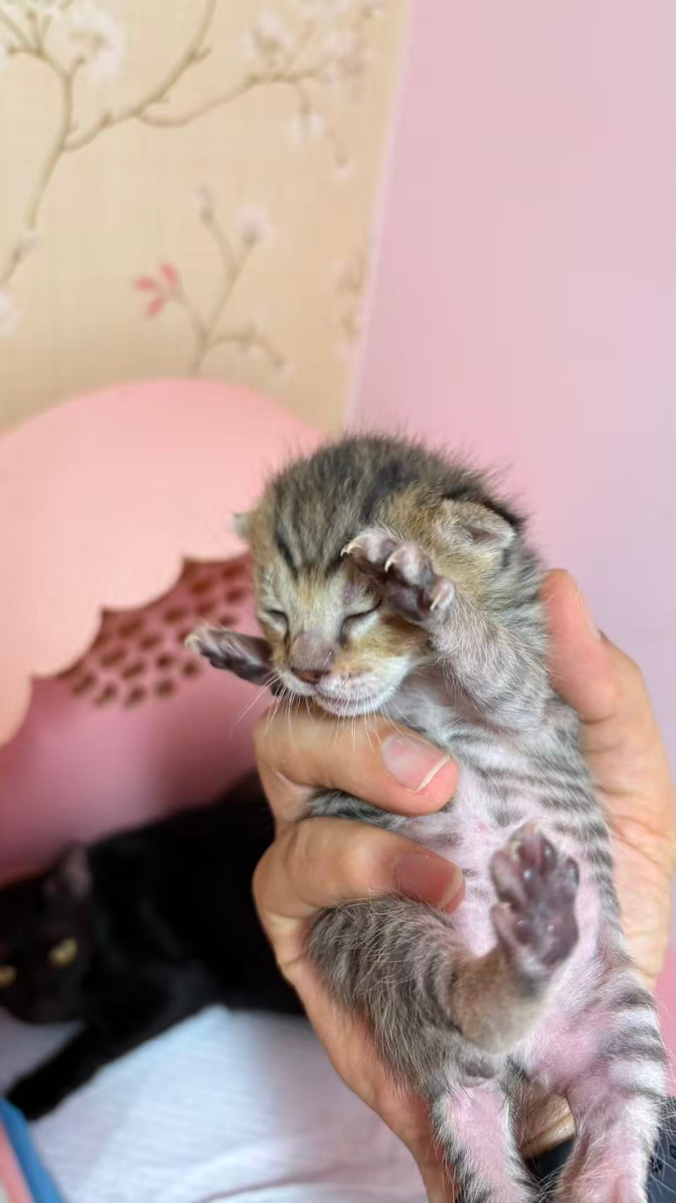 像不像不耐烦的你？！猫咪