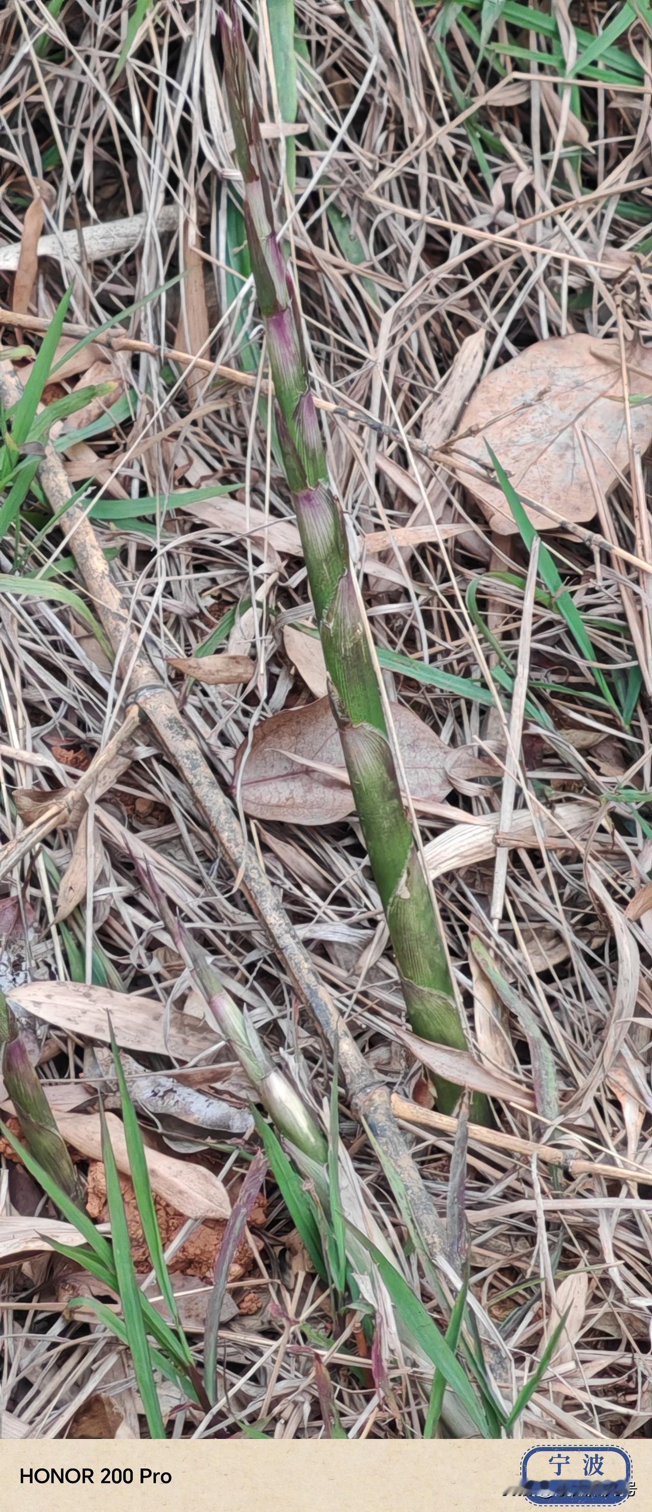 宁海县山上到处是鳗笋，漫山遍野，一会儿工夫就可以扼到许多！想吃山珍者，别错过机会