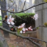 桂花萌侃体育