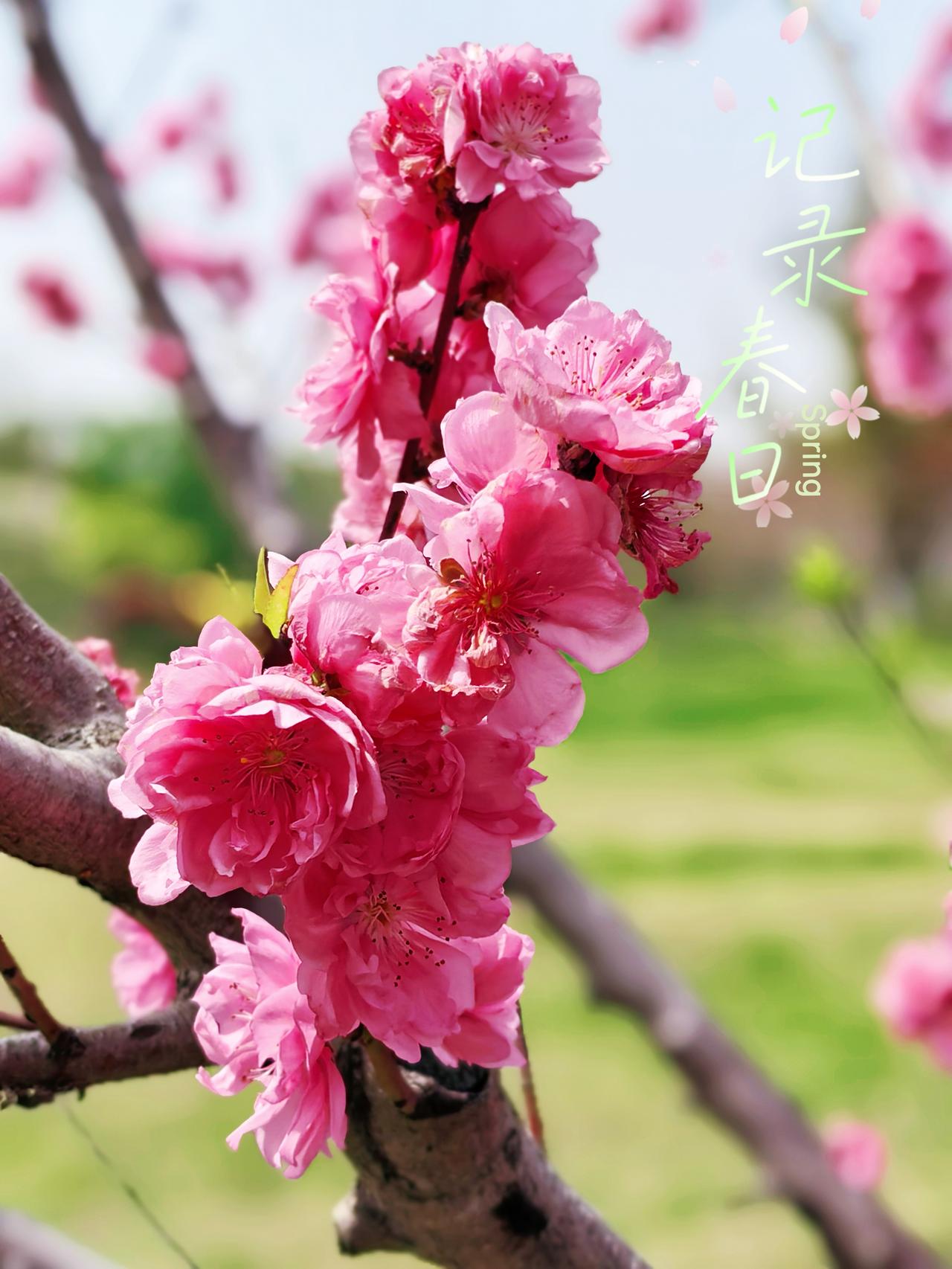 每一朵花，
都在拼命绽放。
要把积攒了，
整个冬的力气，
酿成人间四月天的甜。