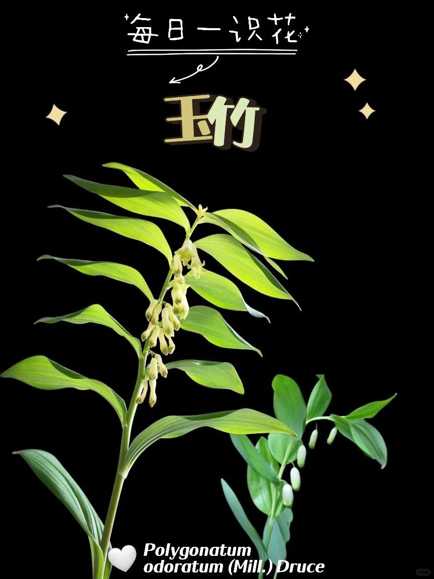 每天认识一种植物之【玉竹】day74