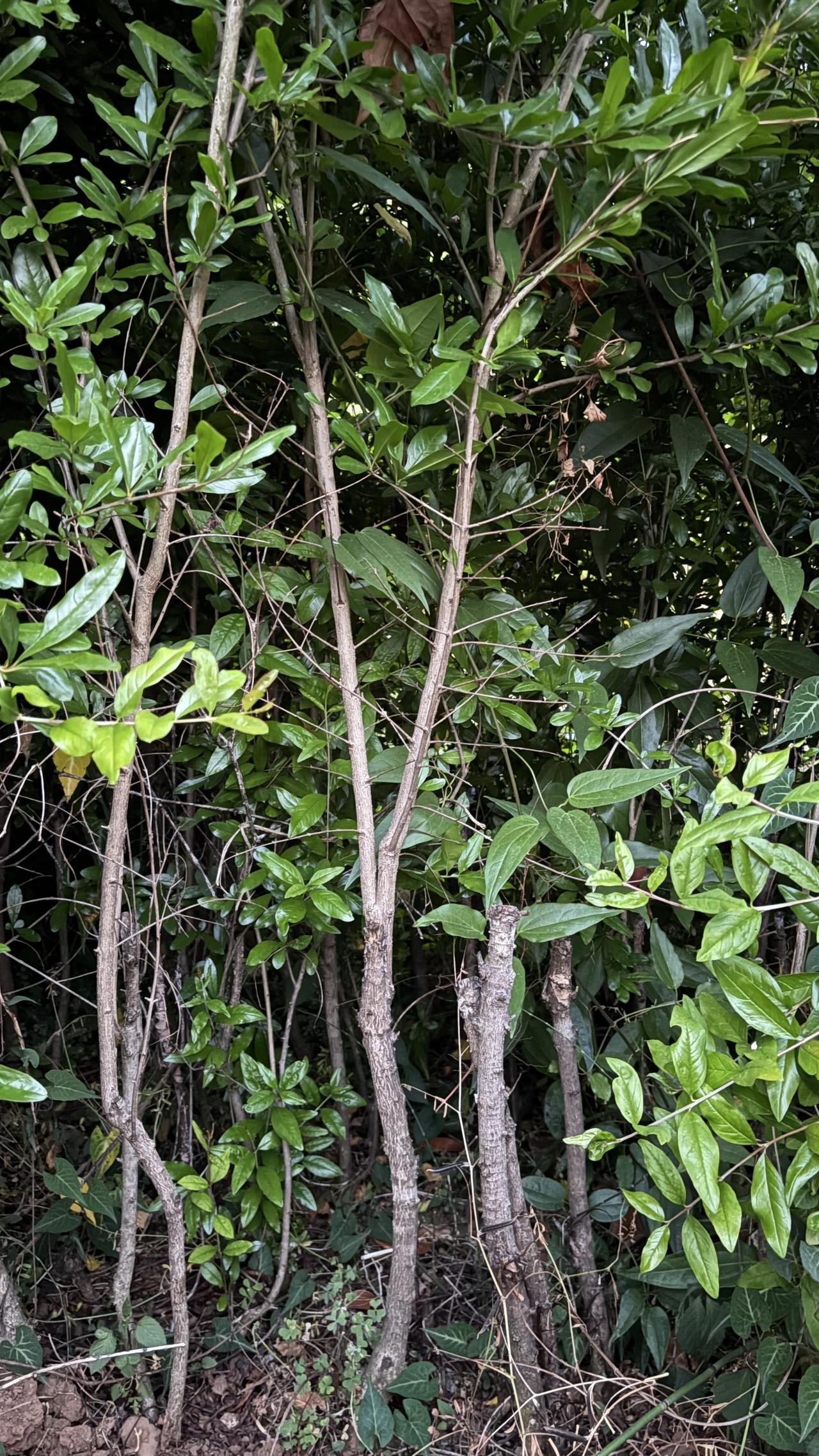 挖树不存在早晚，有单就挖突尼斯软籽石榴树