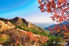 凤凰新闻【登高赏秋！北京这里的红叶正进入最佳观赏期】秋意正浓凤凰岭第十二届金秋山