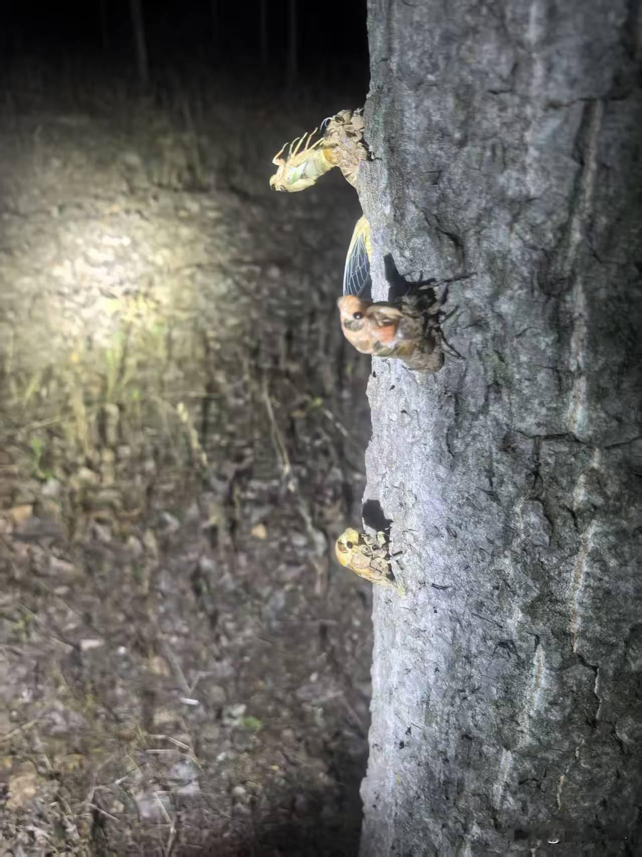 每年七月上中旬，要是有空，吃过晚饭，我们就去抓金蝉。

金蝉出土时间大概是晚上7