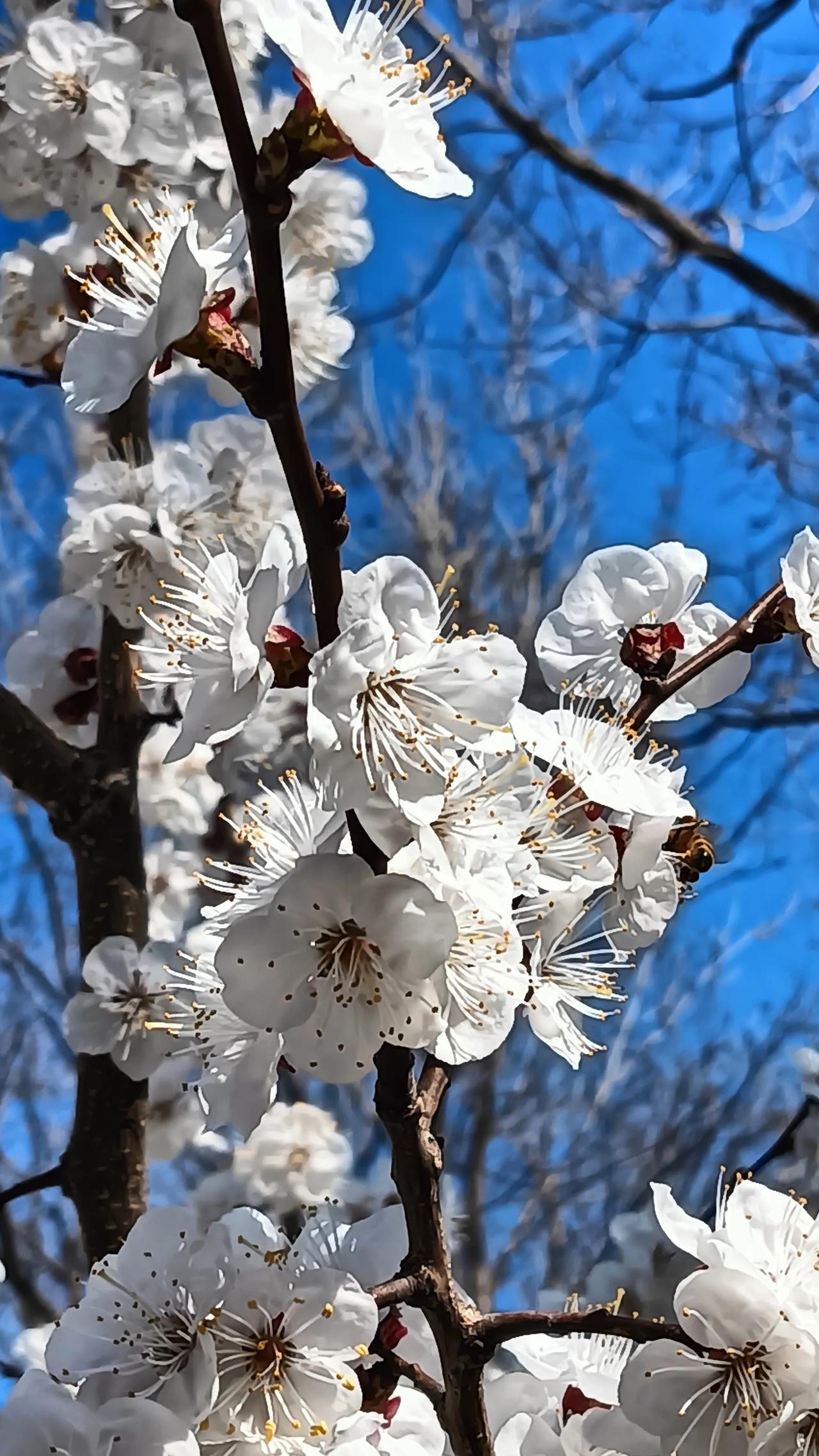 桃花杏花花花美。