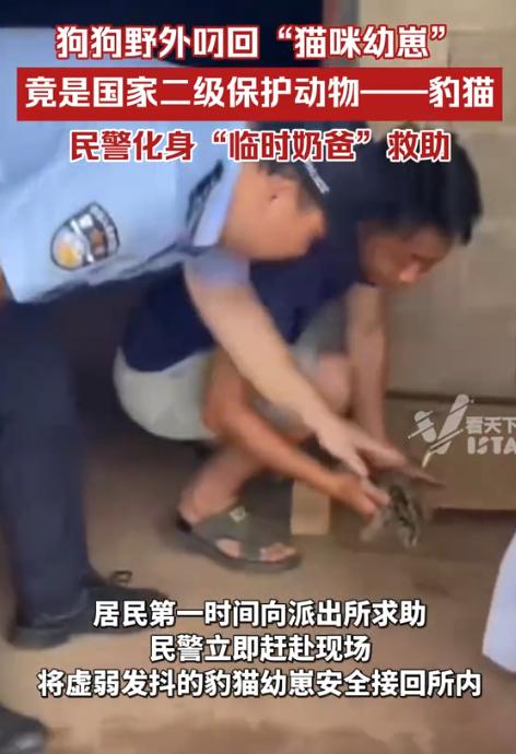 “狗狗火到人民日报了！”云南江城，一村民家中小狗从山中叼回一只虚弱的“小猫”，狗