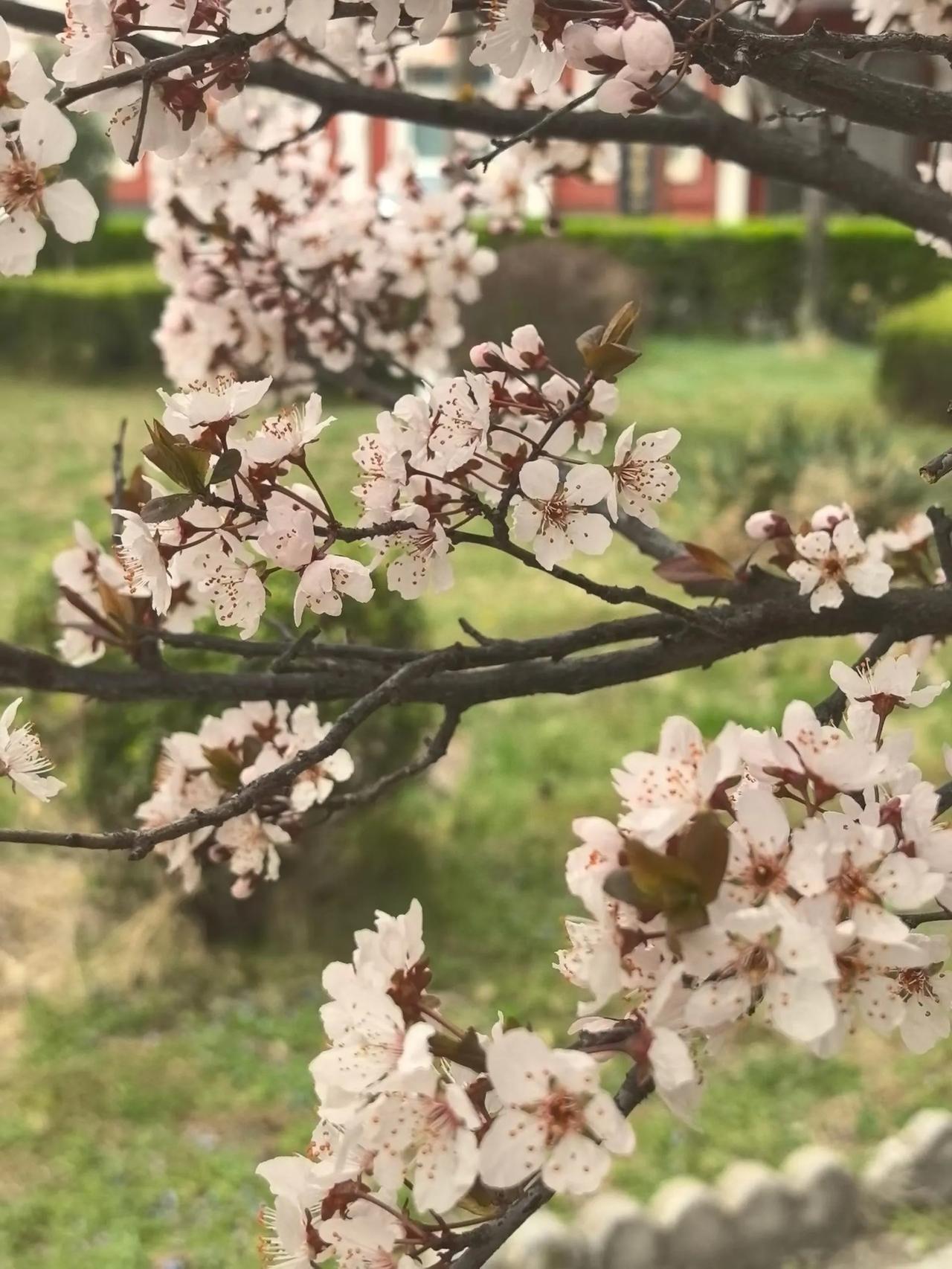 万紫千红春满园，花开花落几春秋[送自己一朵花][送自己一朵花][送自己一朵花][
