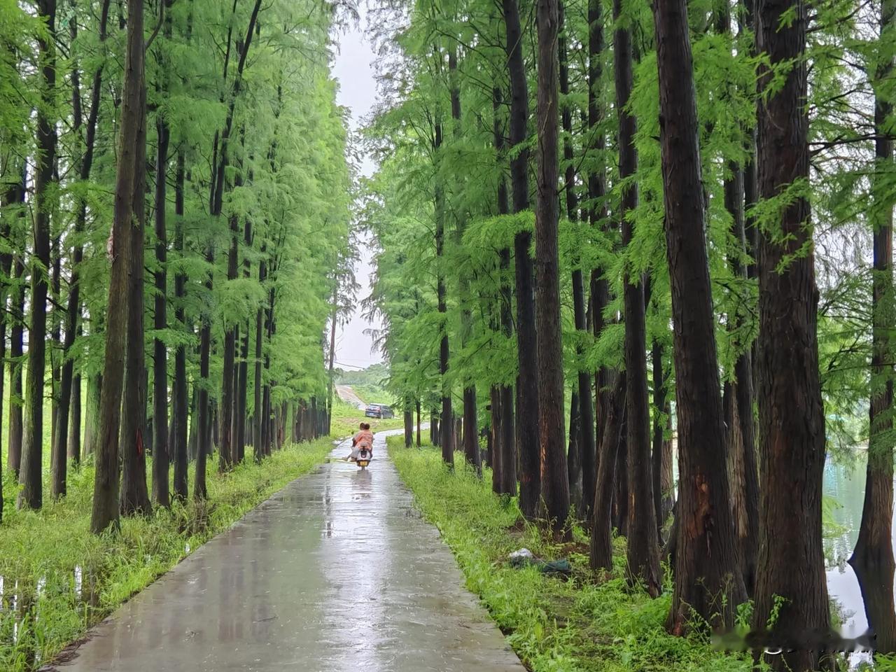 烟雨江南好风景漫步杉树林！云梦府河边！