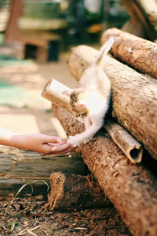 今天看到路边的小猫主动蹭了蹭路人的手，软软糯糯的，一下子就觉得很治愈～