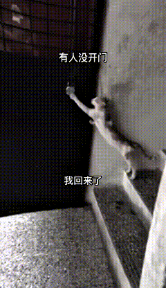 这个视频我反反复复看了好几遍，是小猫从外面回家进不来门。它特别聪明，自己爬到第二