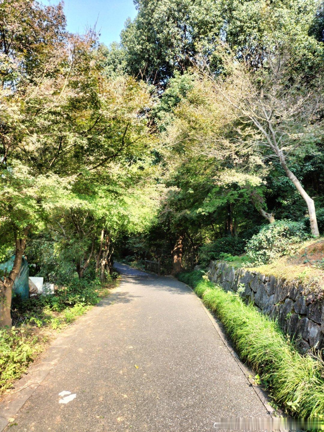 今天太阳真好，周末不卷微博了，早上发了15，下午在发15。水几贴感觉枫叶还不是很