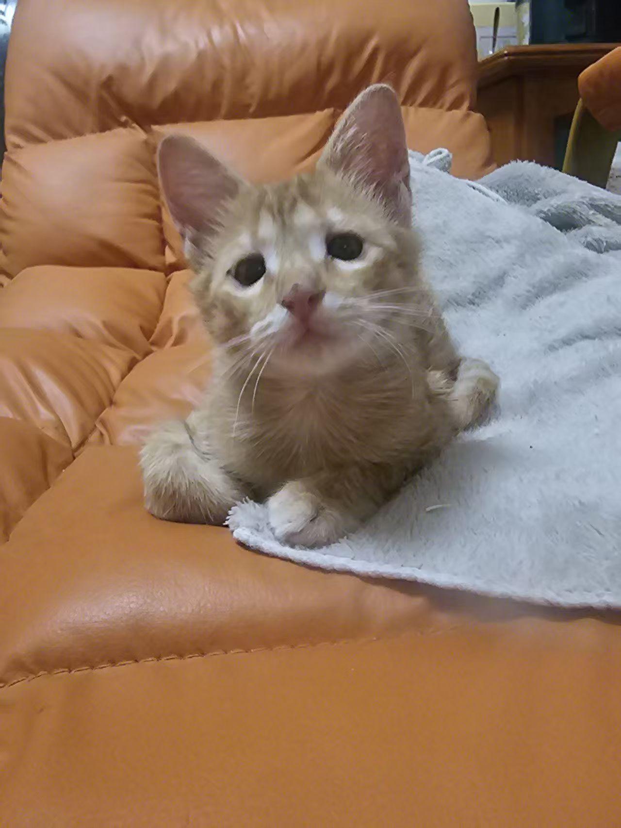 珠海，救助流浪猫寻找爱心领养
忧郁对眼小女孩找领养，3个多月大，从疑似虐猫人手里