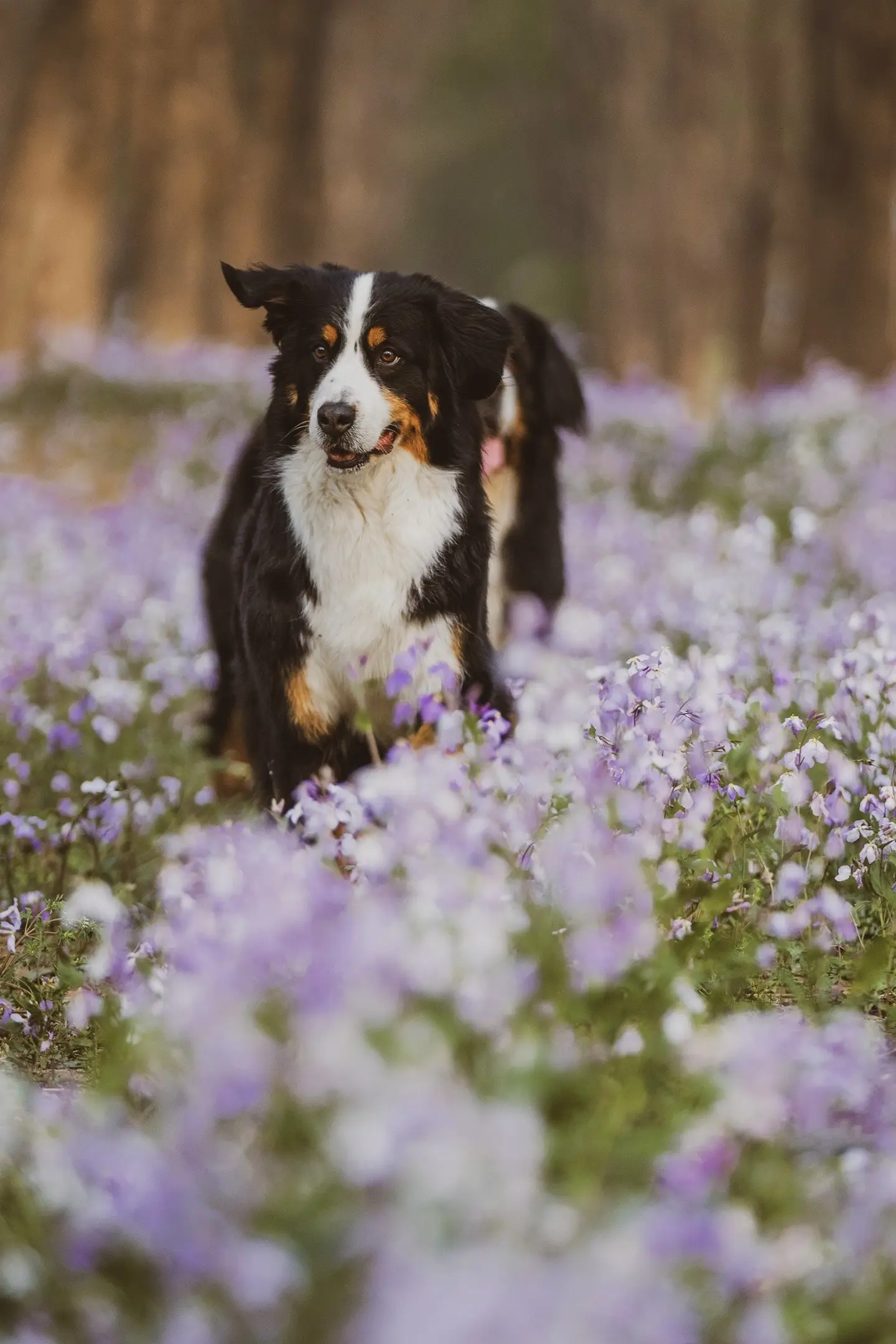 小伯太可爱了！