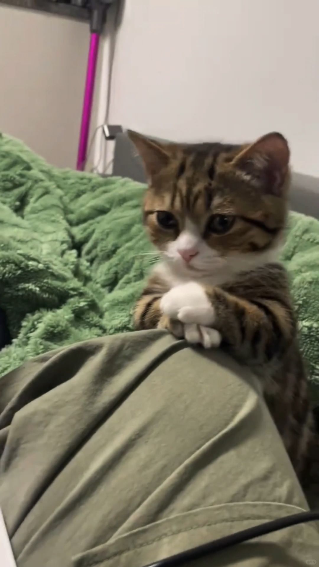 猫猫：妈妈，跟你说个事呗，拖鞋我不是故意咬烂的 