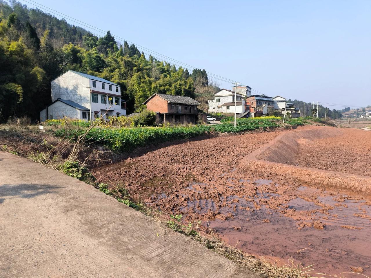 标准化改造过后的农田多久后会如以往有那么多生物

       老家农村的水田，