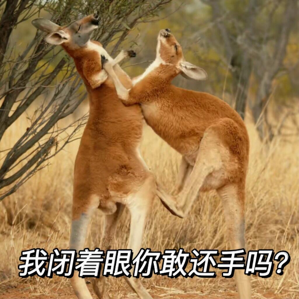 我在DNF手游当戴头大哥  袋鼠抱团占领DNF手游  ？好抽象，好怪，好爱[淡淡