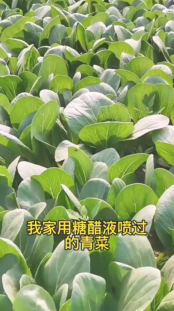 说出来你肯定不信，我家用糖醋液喷过的青菜一个虫眼都没有。如果你也想自己的蔬菜不招
