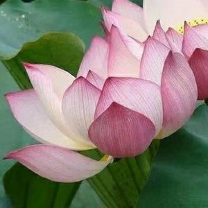 智慧读书解惑