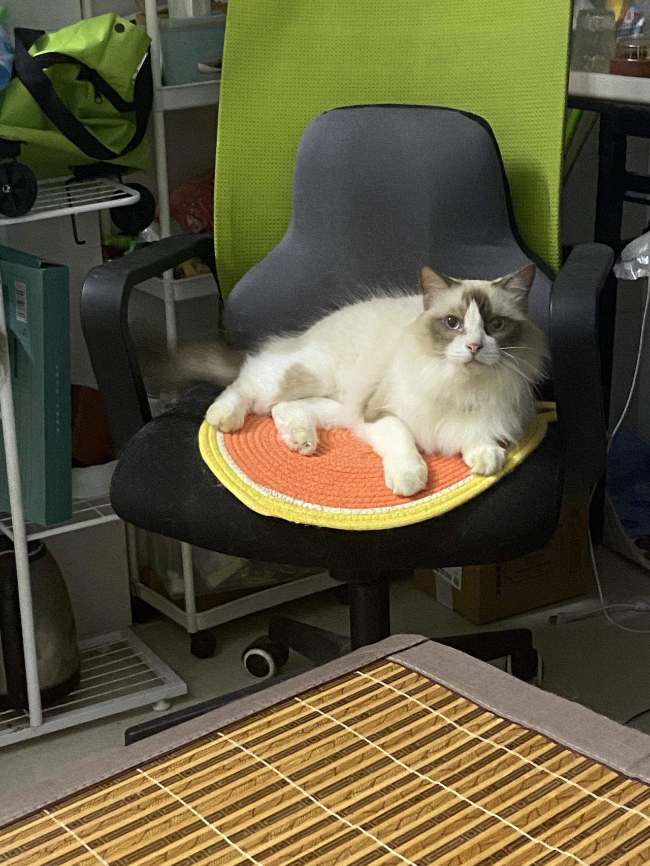 是时候送小猫出去打工养活我了。