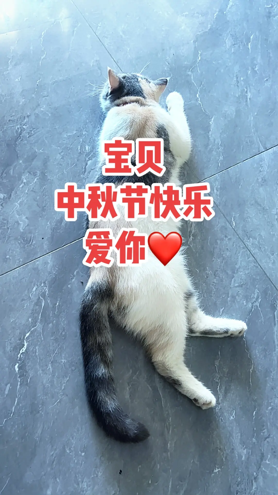 我的小可爱，晚上陪我赏月🎑