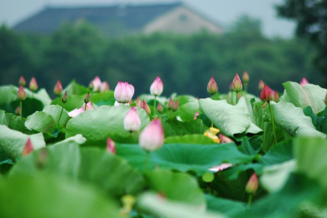 循着茶香去山野！无锡这条「茶韵阳羡・趣野鸿山」二日自驾路线，把江南夏日的惬意拿捏