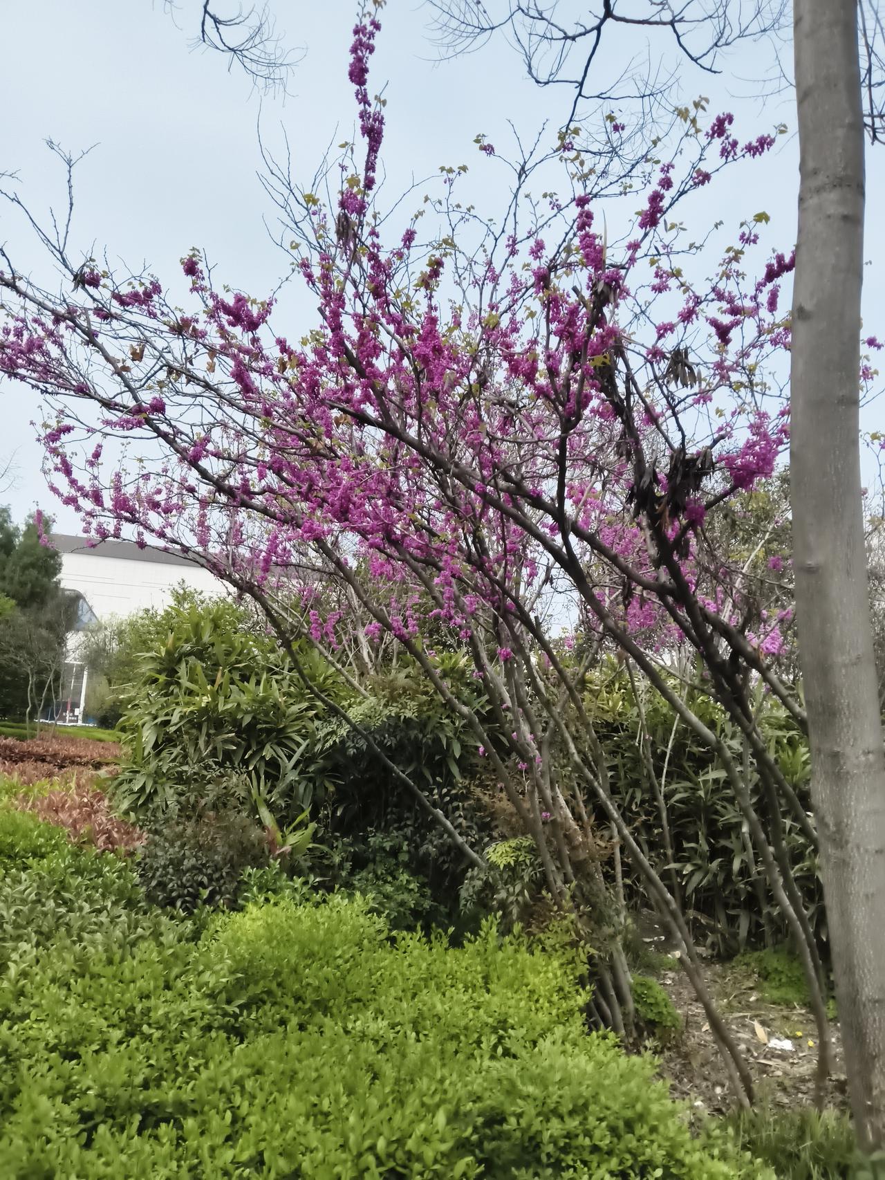 记录我的2026现在是最美的季节了，到处都是春暖花开的。很多花儿很漂亮啊，可惜没