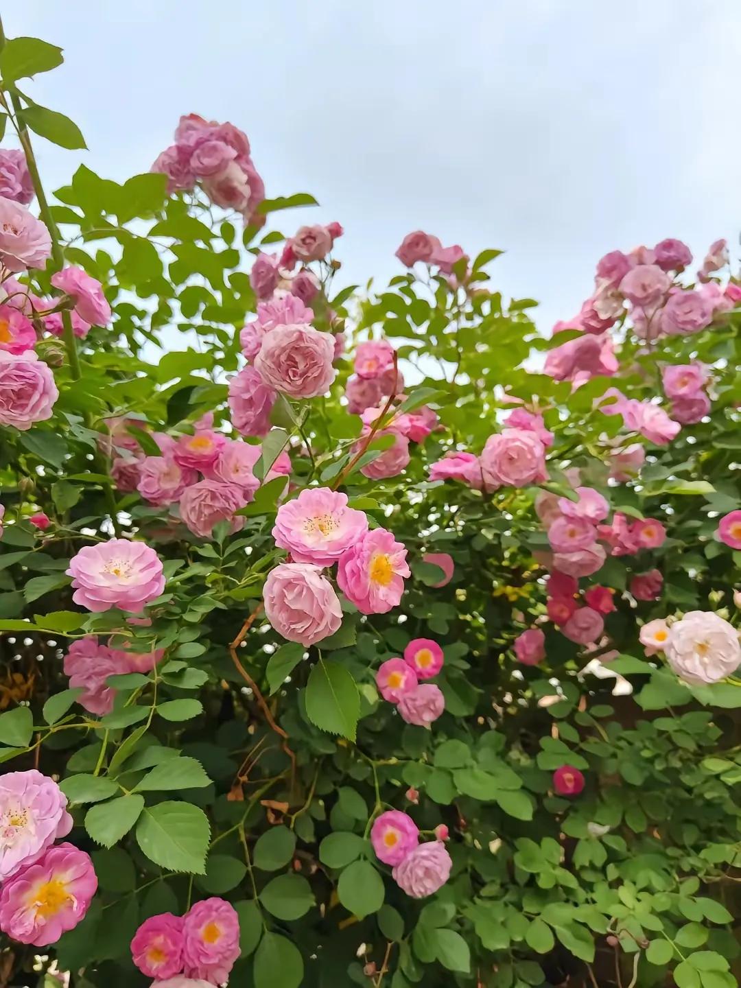 《又见蔷薇花开》(散文诗)


四月的雨，润透姑苏，  
蔷薇枝，攀上旧墙台。 
