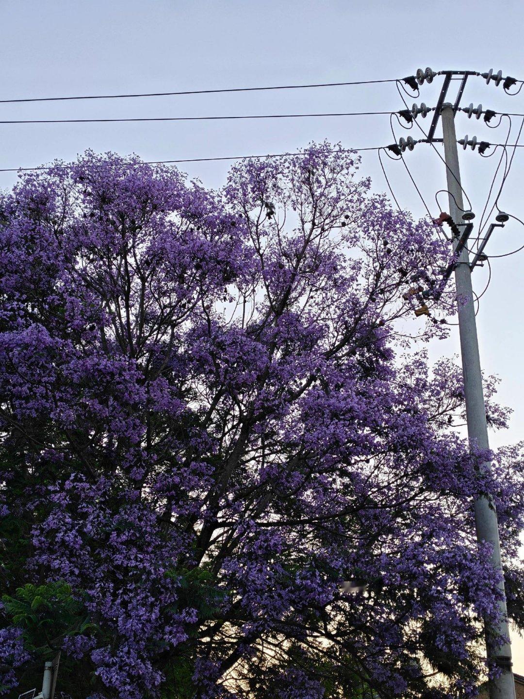 蓝花楹姝意慢生活