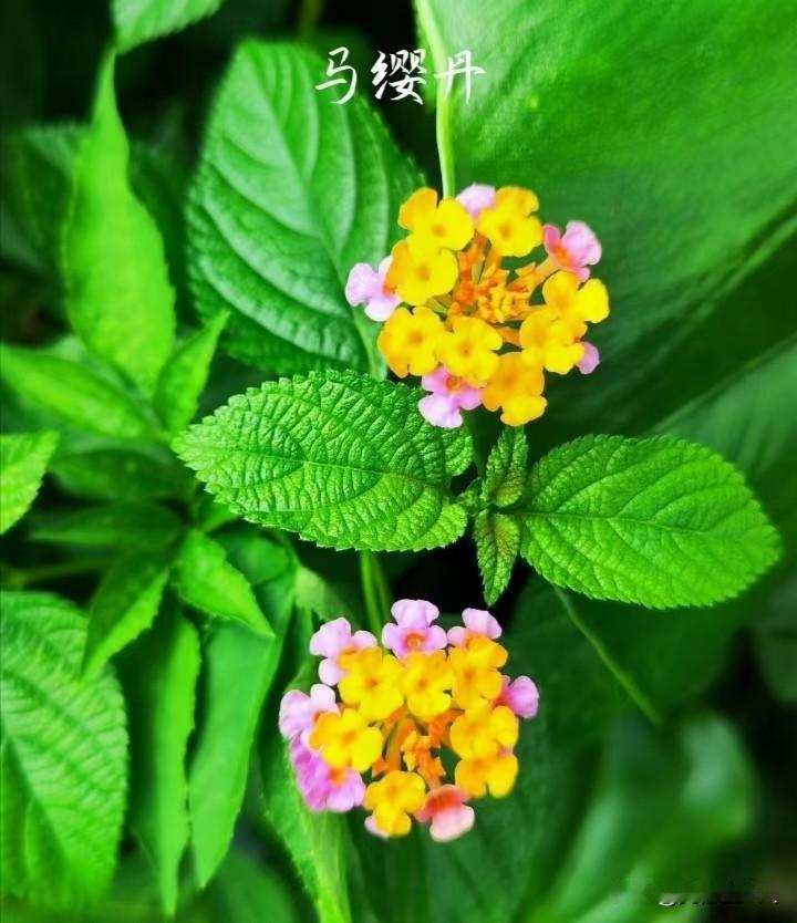 你养过这种花吗？你知道它的名字叫什么？有什么药用价值？
这种花有多个名字，各地叫