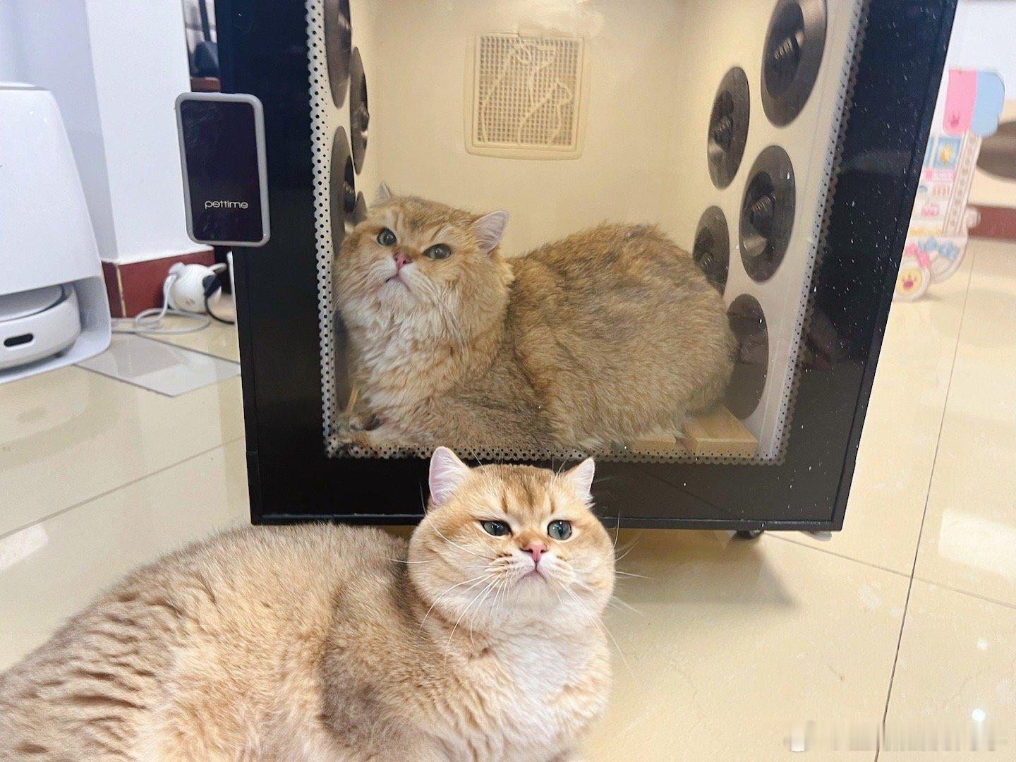 讲真，我都替鸡腿猫生气！#猫咪##我家有宠初成长##金渐层沈同学[超话]# ​​