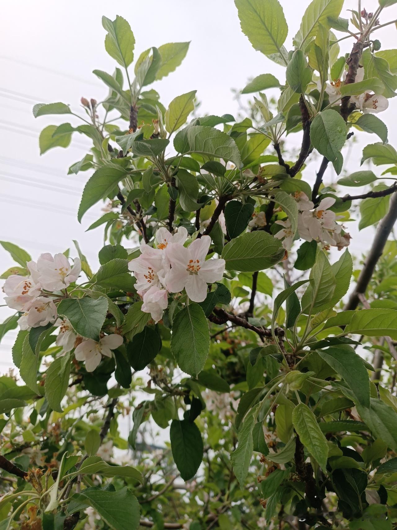 晒出你的本地生活闲看庭前花开花落，希望这种无忧无虑的生活，活在当下，对自己不要那
