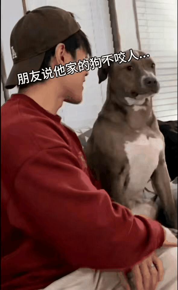 笑不活了！男子去朋友家做客，看到家里的狗子长相看着凶凶的，心里直发怵。
朋友连忙