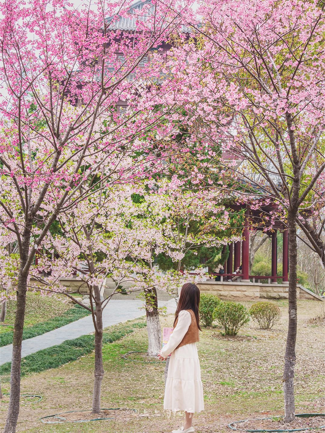 别挤武大‼️地铁直达“樱花坡”㊙️，人少好拍🌸