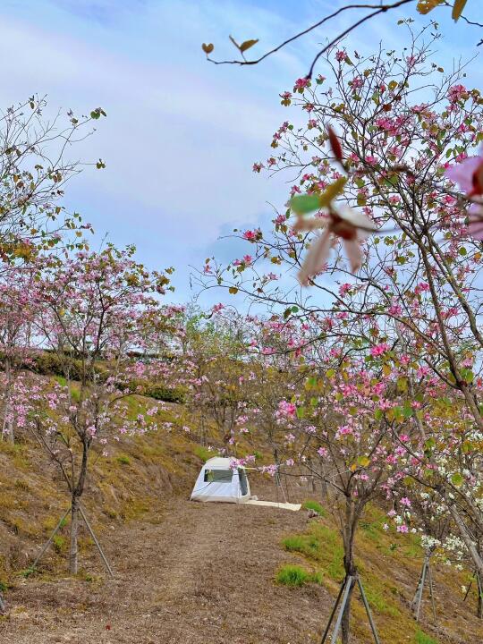 深圳樱花谷又开花啦‼️约上姐妹去拍花吧🌸