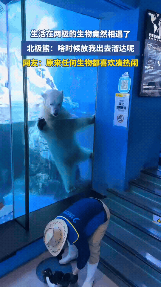 极地跨圈名场面！北极熊在线围观企鹅干饭
 
饲养员带企鹅在池边活动，玻璃那头的北
