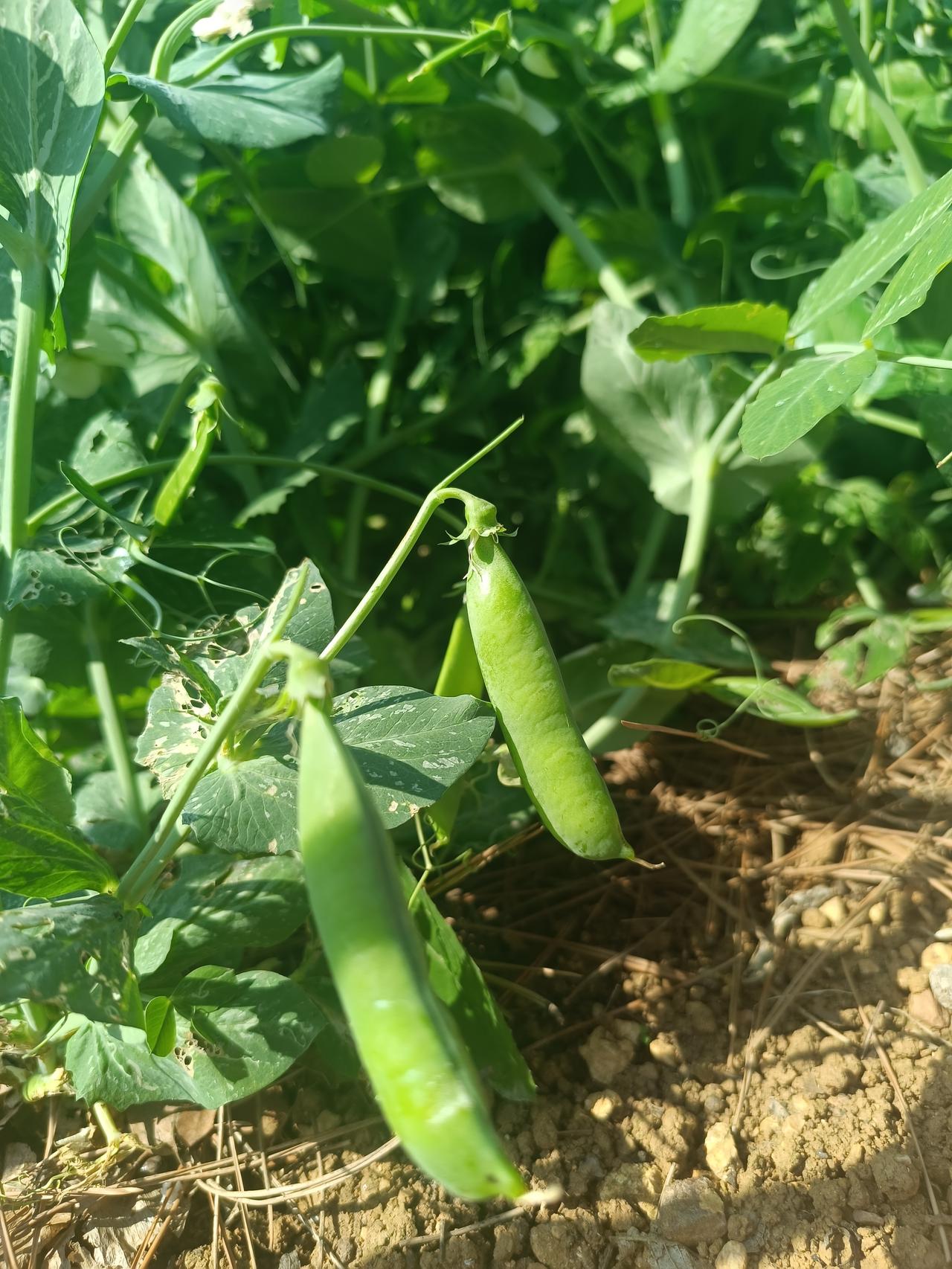 人到晚年，最聪明的活法

一、人要慢起来，吃饭要慢，走路要慢，不急不躁，慢慢来。